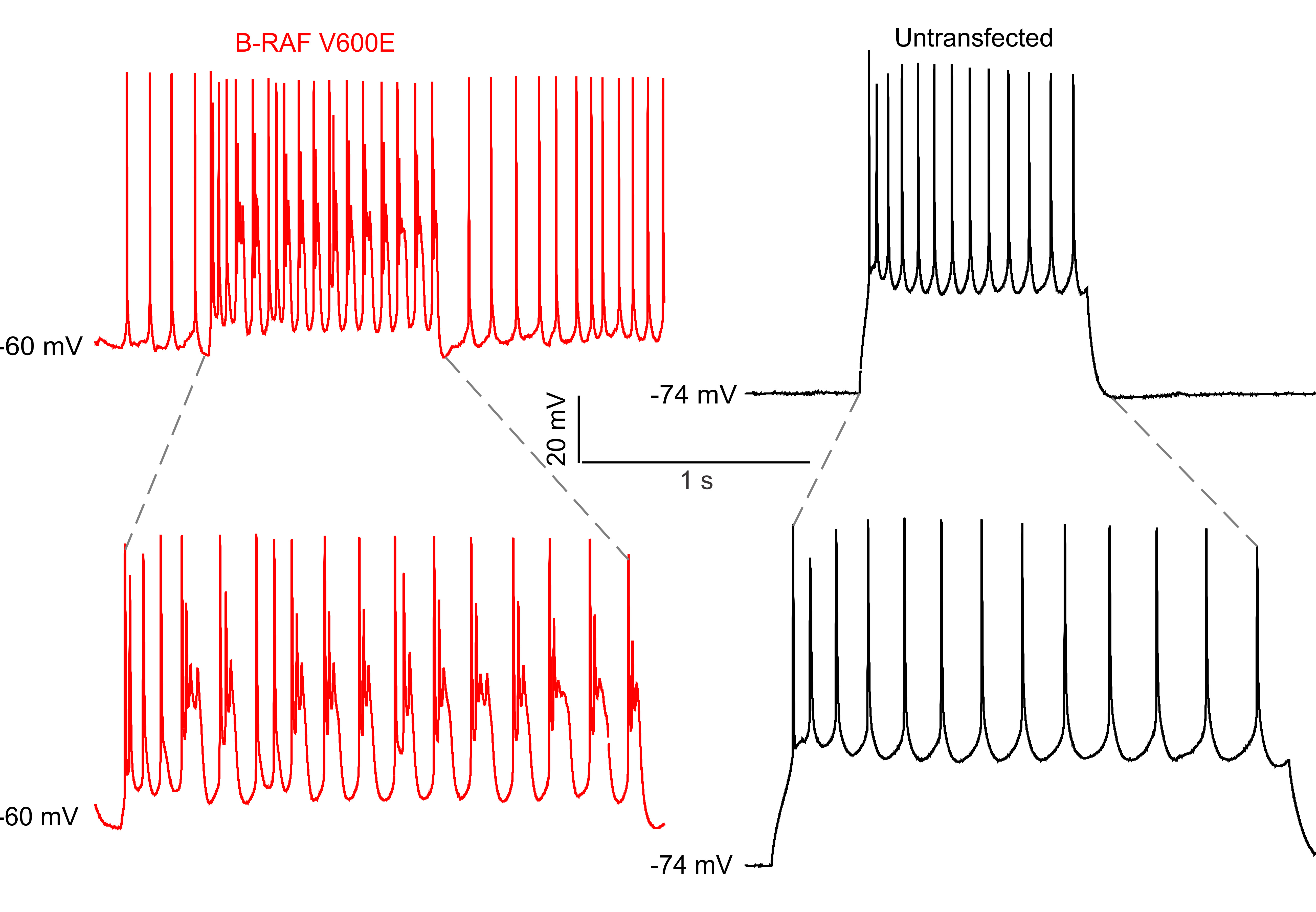 Image of Action Potentials in Control and BRAFV600E conditions.